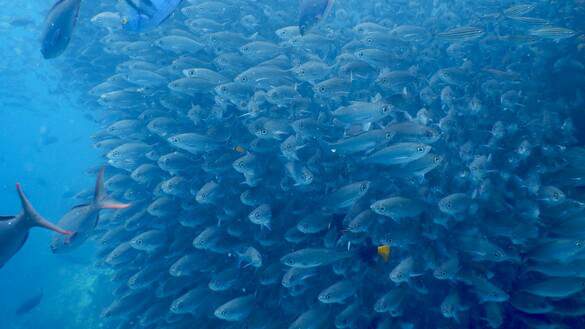 Celebrity Flora - Galapagos 10, ©CEL.jpg